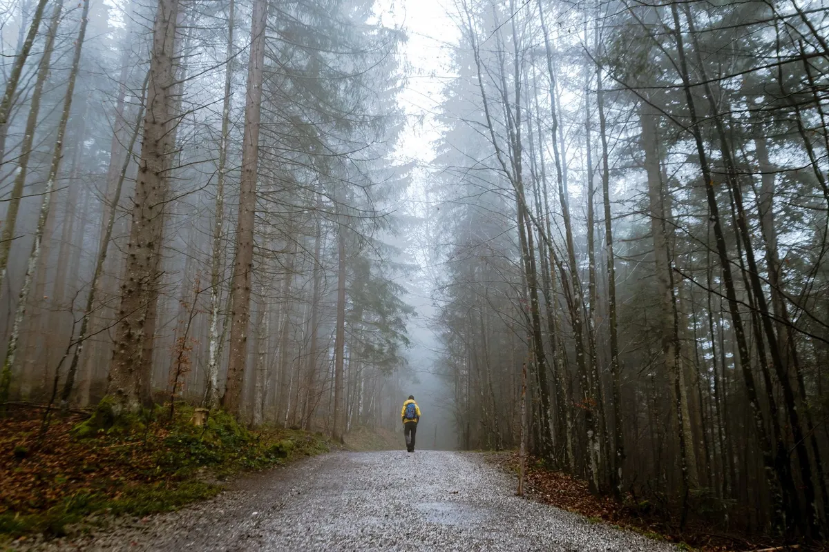 A single figure walking away down a gravel track through a misty winter forest