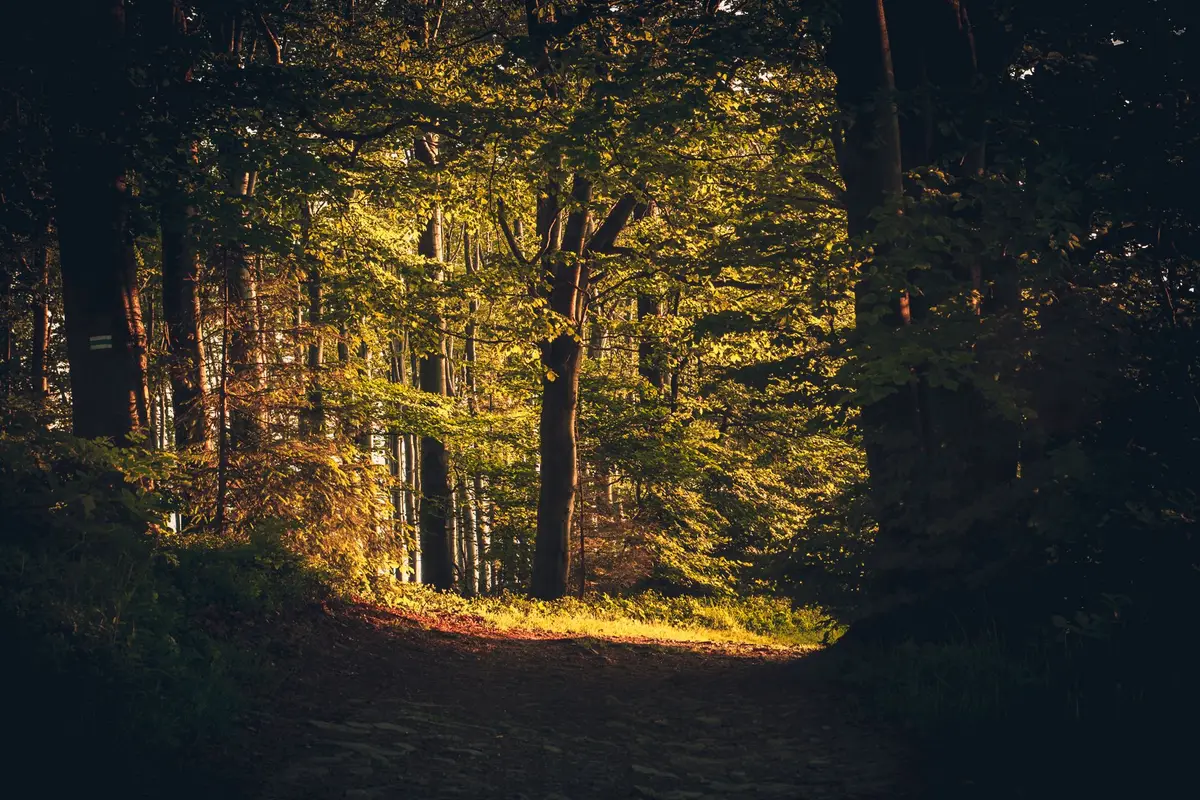 A quiet forest path in morning light, standing in for the daily consistency that rebuilds trust