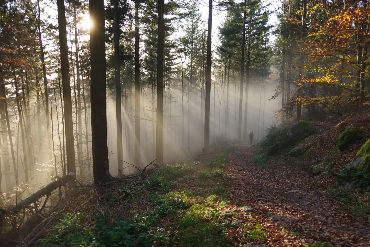 A quiet trail at sunrise, a reminder that rebuilding trust after cheating is daily work repeated over time