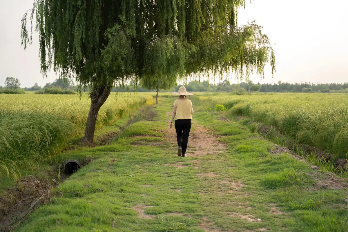 A woman walking alone down a quiet path through open fields, reaching the grounding stage of betrayal trauma